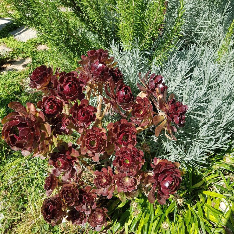 Lemon Garden Boutique Hotel Bozburun Kültér fotó