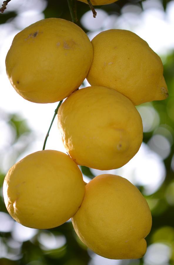 Lemon Garden Boutique Hotel Bozburun Kültér fotó